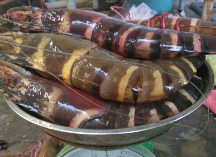 Tôm sú khổng lồ ngang cổ tay giá hơn triệu đồng/kg vẫn cháy hàng-3