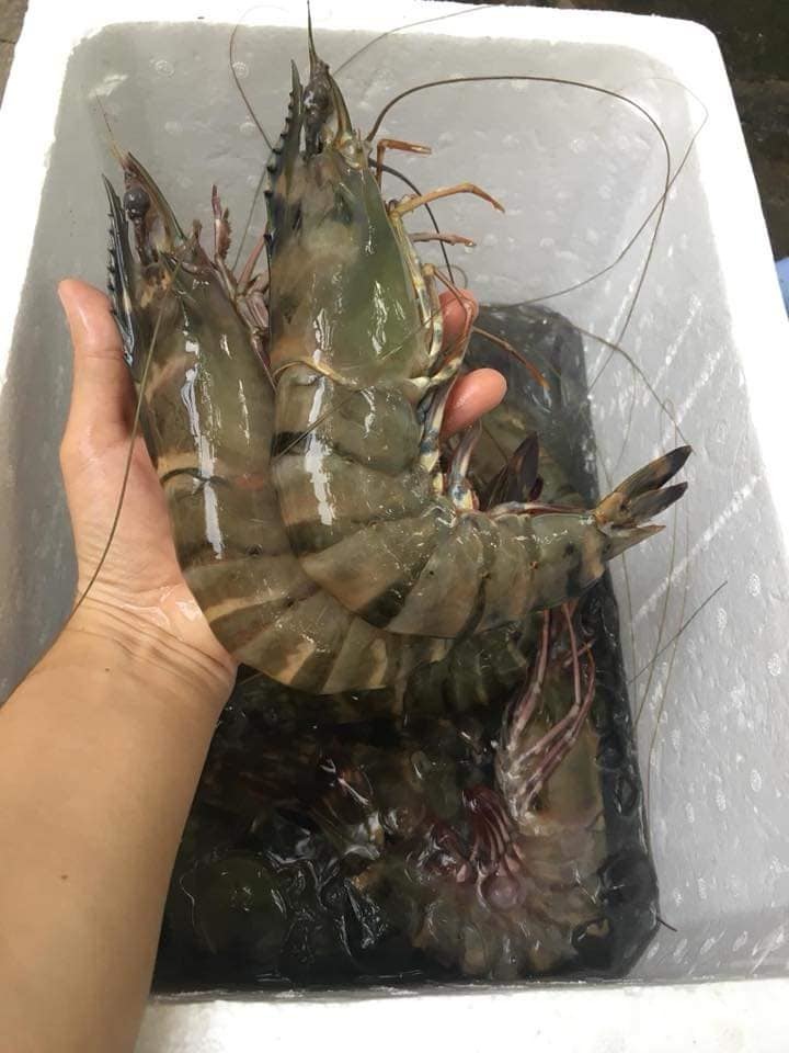 Tôm sú khổng lồ ngang cổ tay giá hơn triệu đồng/kg vẫn cháy hàng-4