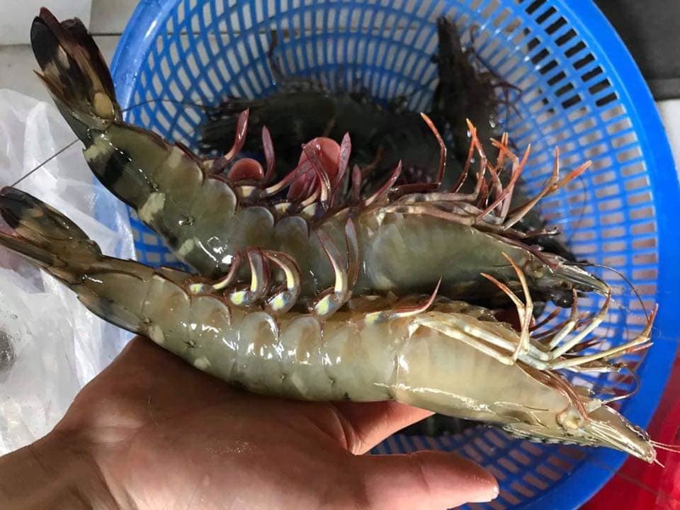 Tôm sú khổng lồ ngang cổ tay giá hơn triệu đồng/kg vẫn cháy hàng-5