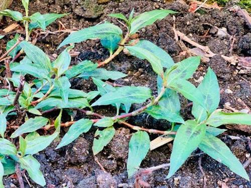 Theo gia đình sang Mỹ định cư, Diệu Hương khoe không gian nhà ngập cây cối-11