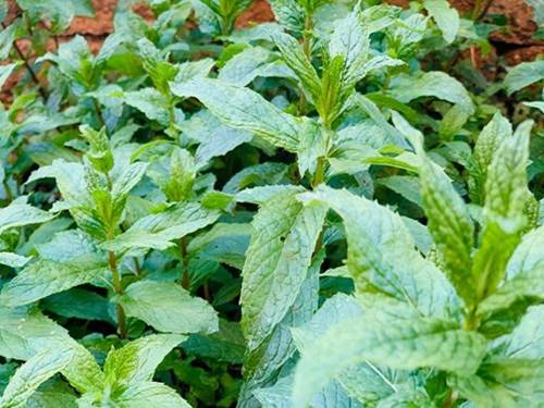 Theo gia đình sang Mỹ định cư, Diệu Hương khoe không gian nhà ngập cây cối-13