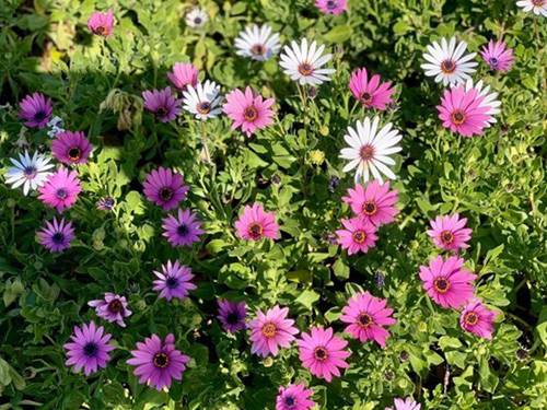 Theo gia đình sang Mỹ định cư, Diệu Hương khoe không gian nhà ngập cây cối-14