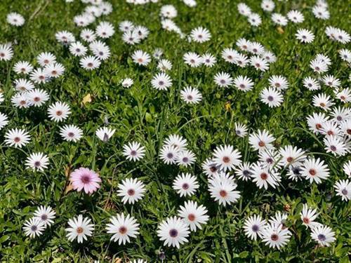 Theo gia đình sang Mỹ định cư, Diệu Hương khoe không gian nhà ngập cây cối-15