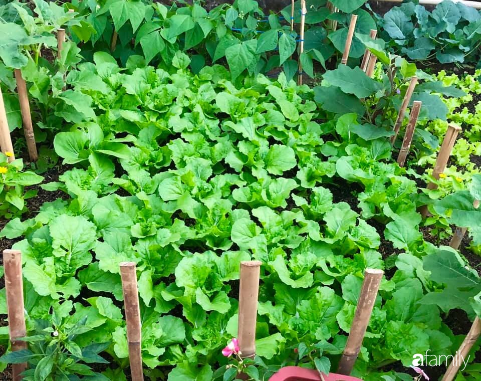 Bí quyết trộn đất giản đơn mà hiệu quả giúp khu vườn 70m² trồng cây gì cũng tốt tươi xanh mát của mẹ đảm ở Huế-1