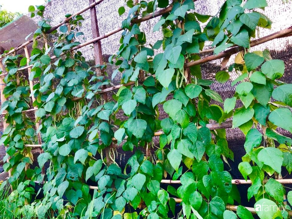 Bí quyết trộn đất giản đơn mà hiệu quả giúp khu vườn 70m² trồng cây gì cũng tốt tươi xanh mát của mẹ đảm ở Huế-2