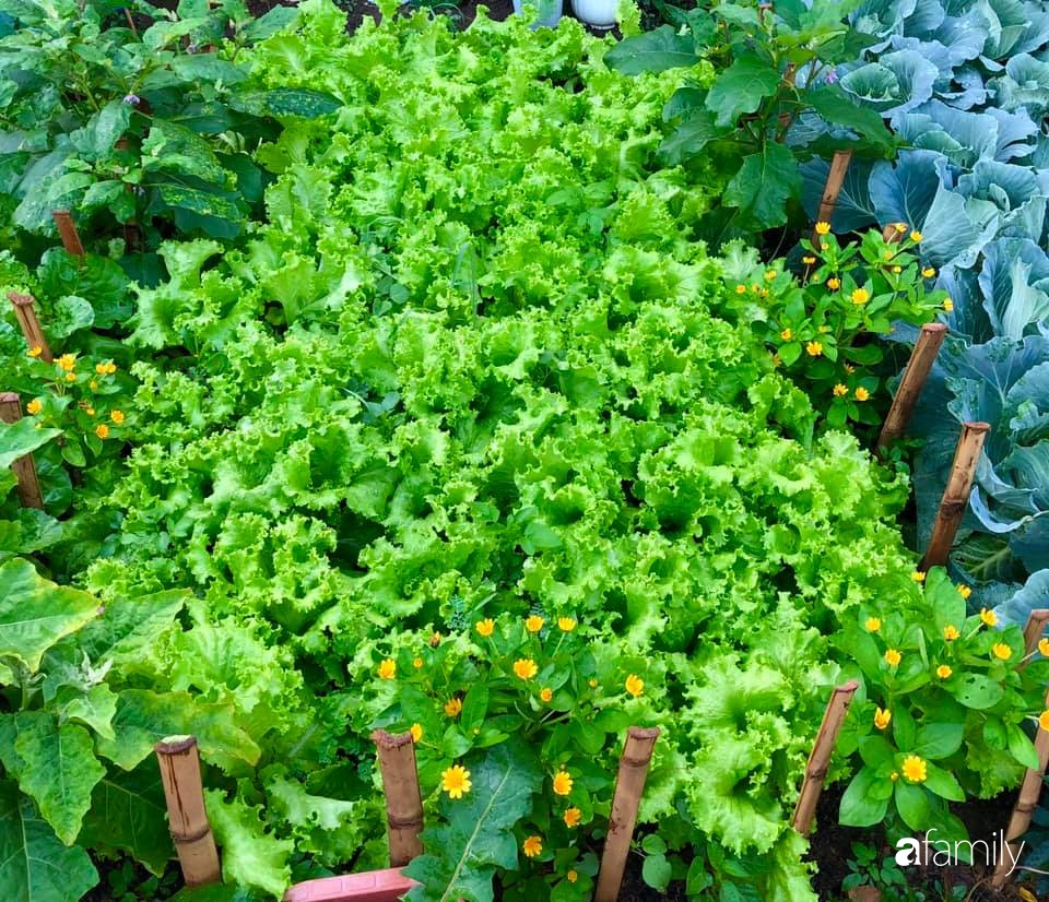 Bí quyết trộn đất giản đơn mà hiệu quả giúp khu vườn 70m² trồng cây gì cũng tốt tươi xanh mát của mẹ đảm ở Huế-3