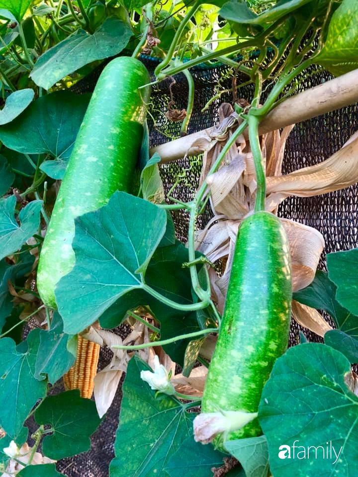 Bí quyết trộn đất giản đơn mà hiệu quả giúp khu vườn 70m² trồng cây gì cũng tốt tươi xanh mát của mẹ đảm ở Huế-7