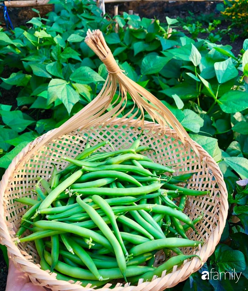 Bí quyết trộn đất giản đơn mà hiệu quả giúp khu vườn 70m² trồng cây gì cũng tốt tươi xanh mát của mẹ đảm ở Huế-8