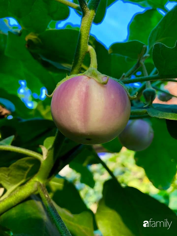 Bí quyết trộn đất giản đơn mà hiệu quả giúp khu vườn 70m² trồng cây gì cũng tốt tươi xanh mát của mẹ đảm ở Huế-9