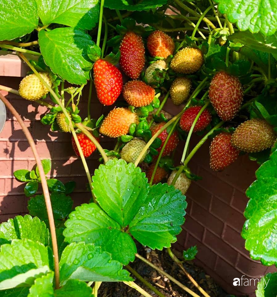 Bí quyết trộn đất giản đơn mà hiệu quả giúp khu vườn 70m² trồng cây gì cũng tốt tươi xanh mát của mẹ đảm ở Huế-10