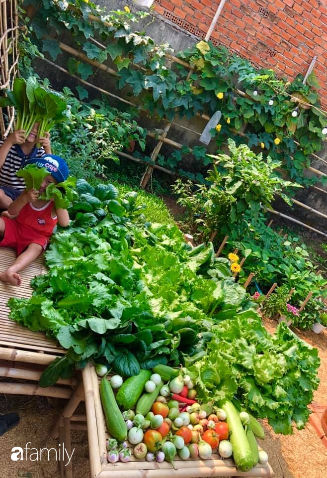 Bí quyết trộn đất giản đơn mà hiệu quả giúp khu vườn 70m² trồng cây gì cũng tốt tươi xanh mát của mẹ đảm ở Huế-11