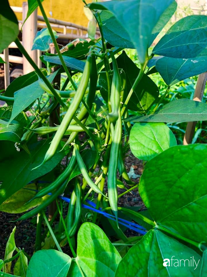 Bí quyết trộn đất giản đơn mà hiệu quả giúp khu vườn 70m² trồng cây gì cũng tốt tươi xanh mát của mẹ đảm ở Huế-12