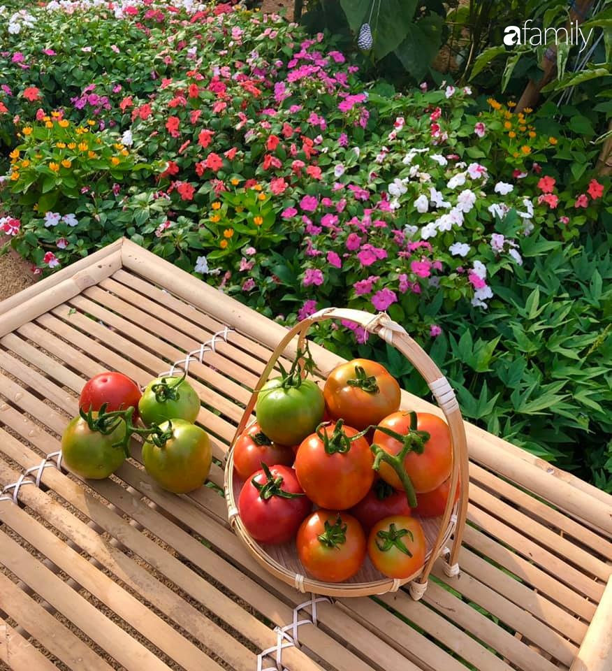 Bí quyết trộn đất giản đơn mà hiệu quả giúp khu vườn 70m² trồng cây gì cũng tốt tươi xanh mát của mẹ đảm ở Huế-14
