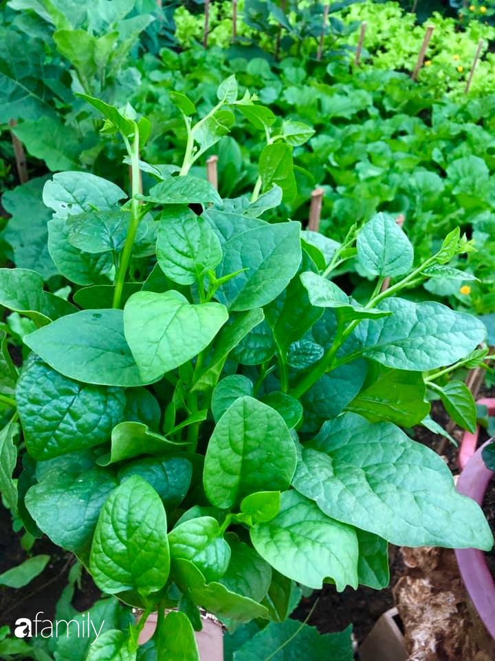 Bí quyết trộn đất giản đơn mà hiệu quả giúp khu vườn 70m² trồng cây gì cũng tốt tươi xanh mát của mẹ đảm ở Huế-18