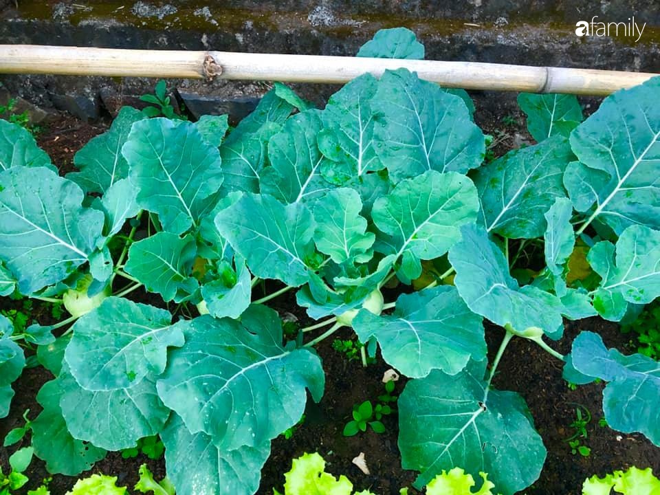 Bí quyết trộn đất giản đơn mà hiệu quả giúp khu vườn 70m² trồng cây gì cũng tốt tươi xanh mát của mẹ đảm ở Huế-19