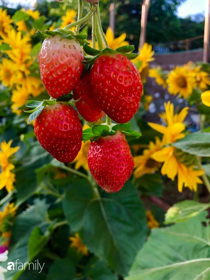 Bí quyết trộn đất giản đơn mà hiệu quả giúp khu vườn 70m² trồng cây gì cũng tốt tươi xanh mát của mẹ đảm ở Huế-20