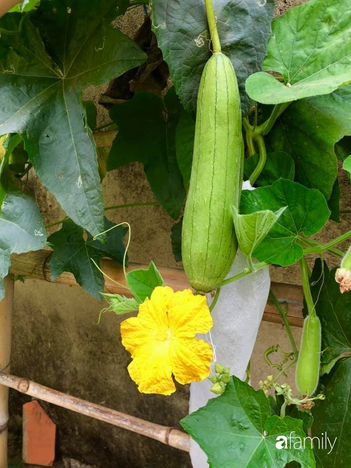 Bí quyết trộn đất giản đơn mà hiệu quả giúp khu vườn 70m² trồng cây gì cũng tốt tươi xanh mát của mẹ đảm ở Huế-21