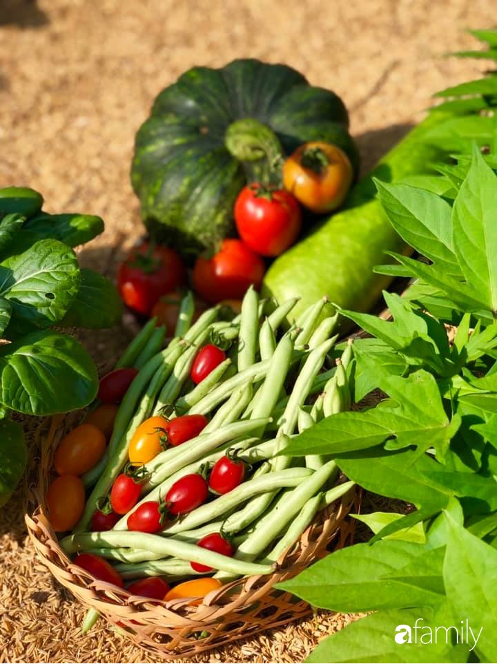 Bí quyết trộn đất giản đơn mà hiệu quả giúp khu vườn 70m² trồng cây gì cũng tốt tươi xanh mát của mẹ đảm ở Huế-22