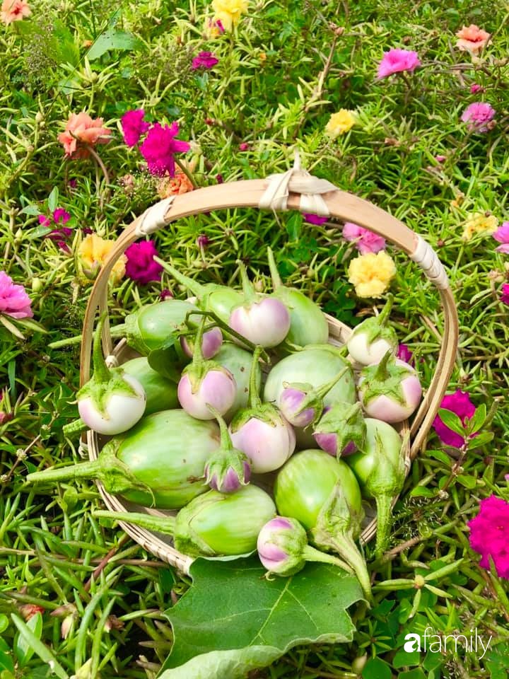 Bí quyết trộn đất giản đơn mà hiệu quả giúp khu vườn 70m² trồng cây gì cũng tốt tươi xanh mát của mẹ đảm ở Huế-23