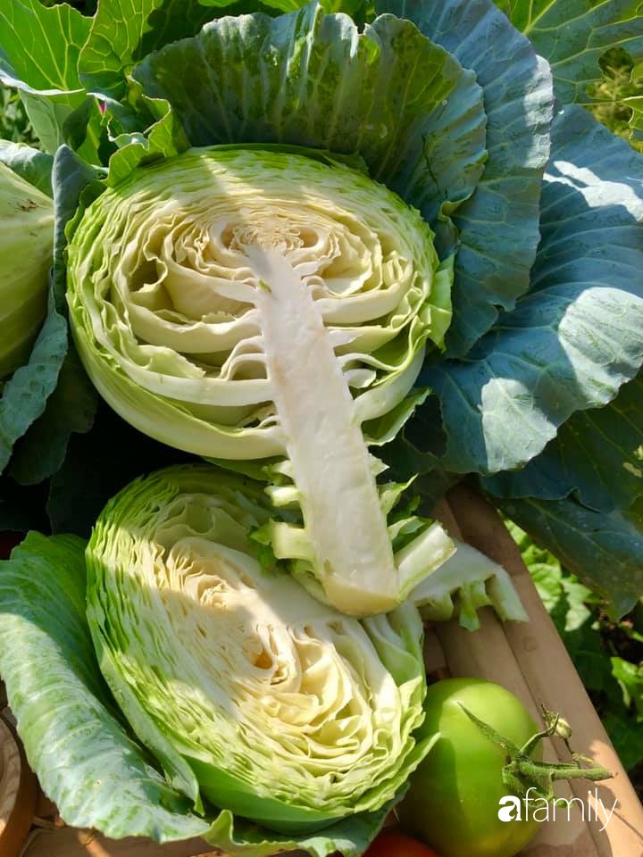 Bí quyết trộn đất giản đơn mà hiệu quả giúp khu vườn 70m² trồng cây gì cũng tốt tươi xanh mát của mẹ đảm ở Huế-25