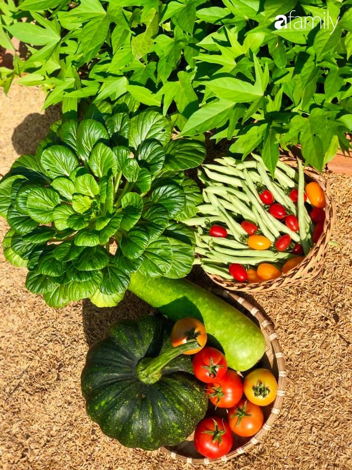 Bí quyết trộn đất giản đơn mà hiệu quả giúp khu vườn 70m² trồng cây gì cũng tốt tươi xanh mát của mẹ đảm ở Huế-26