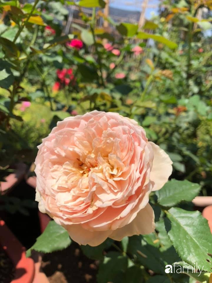 Bí quyết trộn đất giản đơn mà hiệu quả giúp khu vườn 70m² trồng cây gì cũng tốt tươi xanh mát của mẹ đảm ở Huế-27