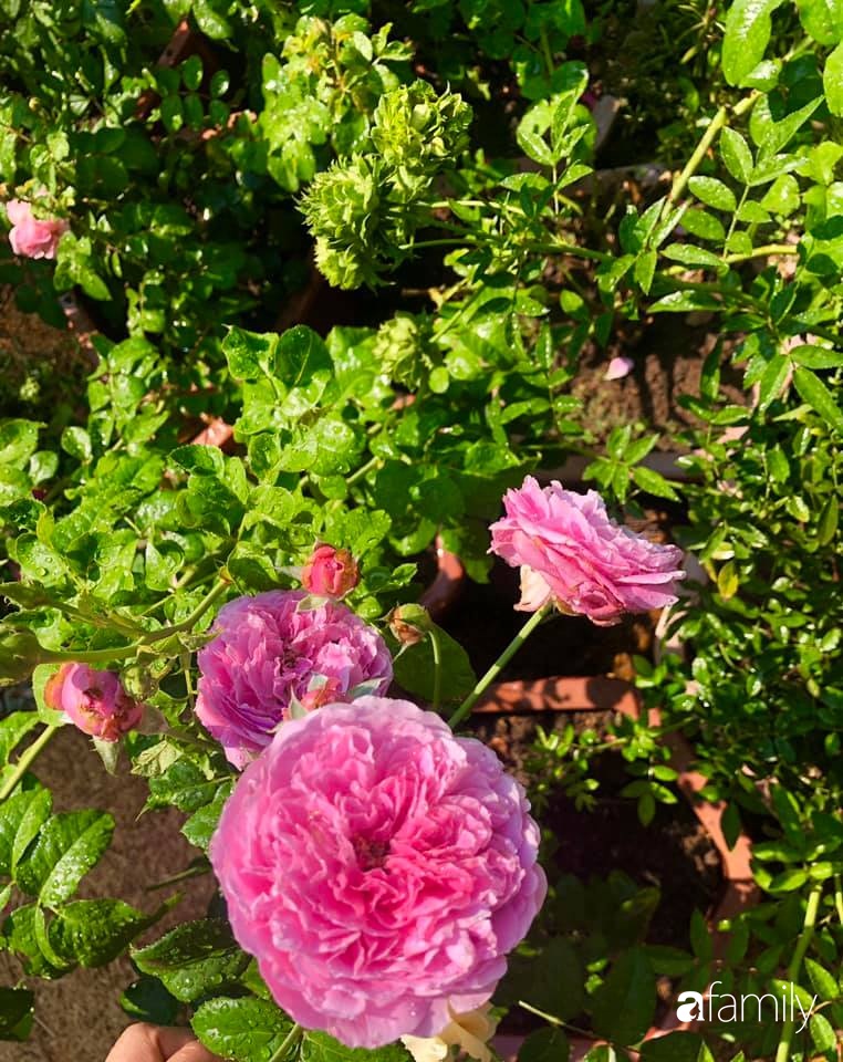 Bí quyết trộn đất giản đơn mà hiệu quả giúp khu vườn 70m² trồng cây gì cũng tốt tươi xanh mát của mẹ đảm ở Huế-28