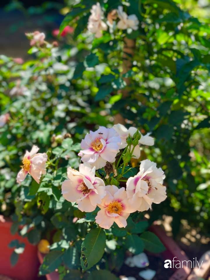 Bí quyết trộn đất giản đơn mà hiệu quả giúp khu vườn 70m² trồng cây gì cũng tốt tươi xanh mát của mẹ đảm ở Huế-29