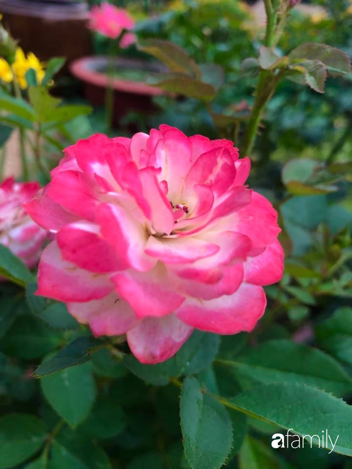 Bí quyết trộn đất giản đơn mà hiệu quả giúp khu vườn 70m² trồng cây gì cũng tốt tươi xanh mát của mẹ đảm ở Huế-30