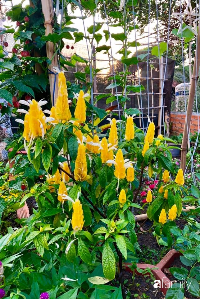 Bí quyết trộn đất giản đơn mà hiệu quả giúp khu vườn 70m² trồng cây gì cũng tốt tươi xanh mát của mẹ đảm ở Huế-31