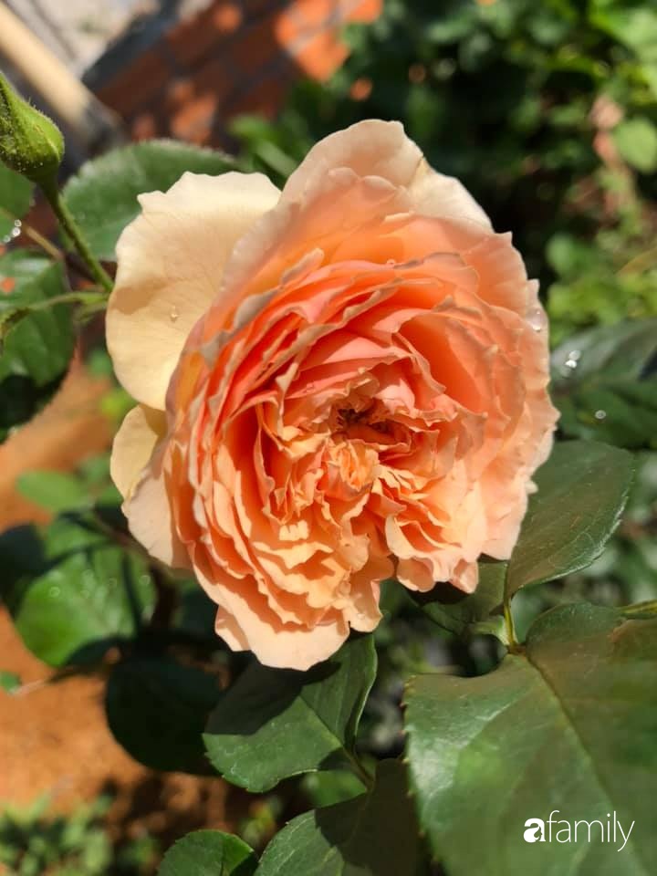 Bí quyết trộn đất giản đơn mà hiệu quả giúp khu vườn 70m² trồng cây gì cũng tốt tươi xanh mát của mẹ đảm ở Huế-32