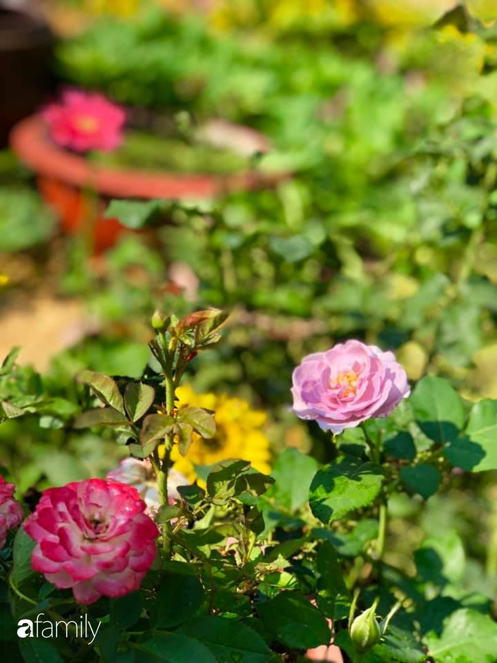 Bí quyết trộn đất giản đơn mà hiệu quả giúp khu vườn 70m² trồng cây gì cũng tốt tươi xanh mát của mẹ đảm ở Huế-33