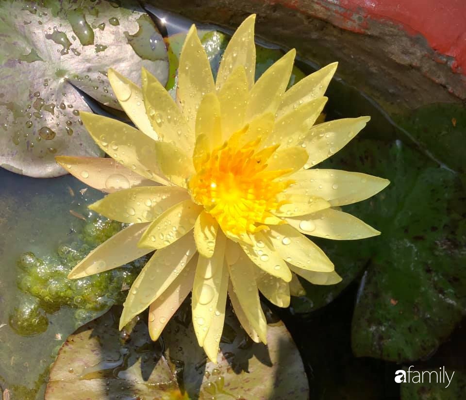 Bí quyết trộn đất giản đơn mà hiệu quả giúp khu vườn 70m² trồng cây gì cũng tốt tươi xanh mát của mẹ đảm ở Huế-34