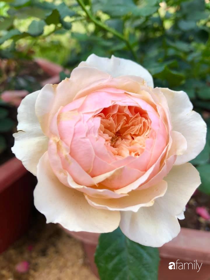 Bí quyết trộn đất giản đơn mà hiệu quả giúp khu vườn 70m² trồng cây gì cũng tốt tươi xanh mát của mẹ đảm ở Huế-35