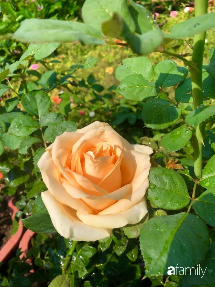 Bí quyết trộn đất giản đơn mà hiệu quả giúp khu vườn 70m² trồng cây gì cũng tốt tươi xanh mát của mẹ đảm ở Huế-36