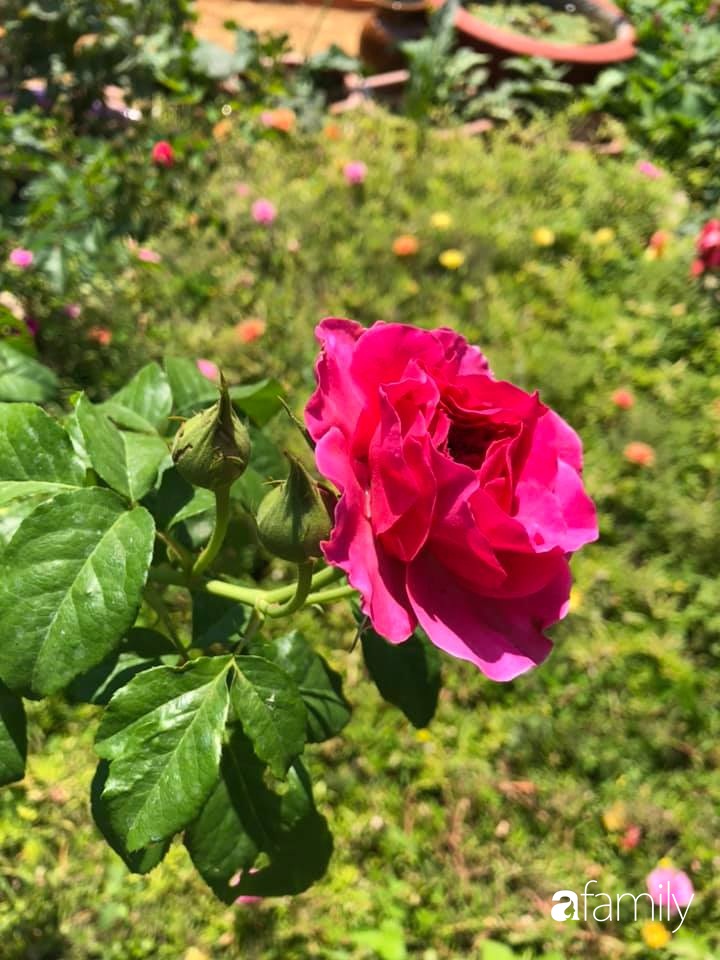 Bí quyết trộn đất giản đơn mà hiệu quả giúp khu vườn 70m² trồng cây gì cũng tốt tươi xanh mát của mẹ đảm ở Huế-37