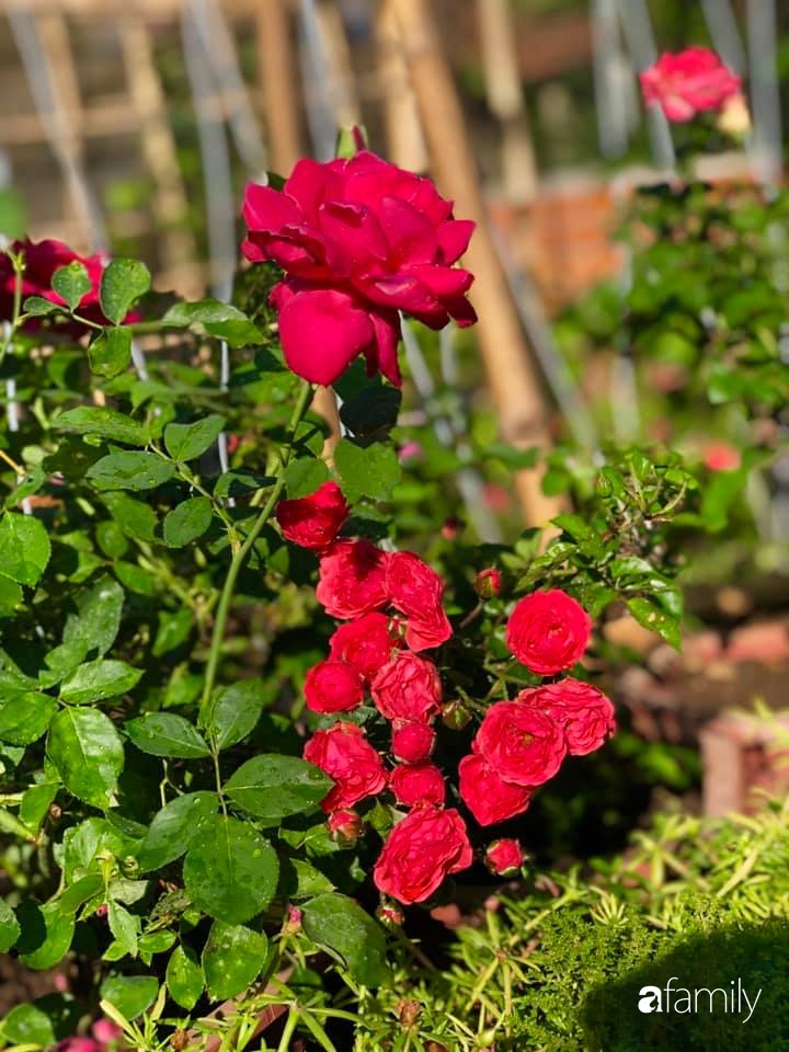 Bí quyết trộn đất giản đơn mà hiệu quả giúp khu vườn 70m² trồng cây gì cũng tốt tươi xanh mát của mẹ đảm ở Huế-38