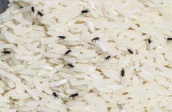 Mẹo bảo quản gạo không bị mối mọt, ẩm mốc từ nguyên liệu tự nhiên-2
