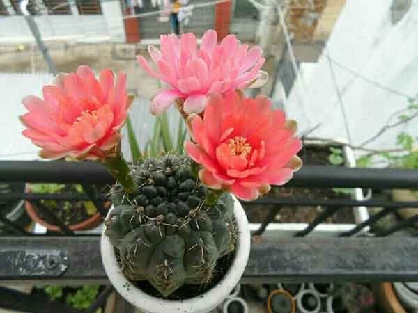 5 loại cây, hoa phá tan phong thủy, gia chủ chớ dại đặt trong nhà-1