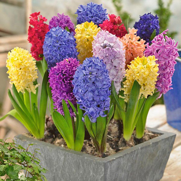 5 loại cây, hoa phá tan phong thủy, gia chủ chớ dại đặt trong nhà-3