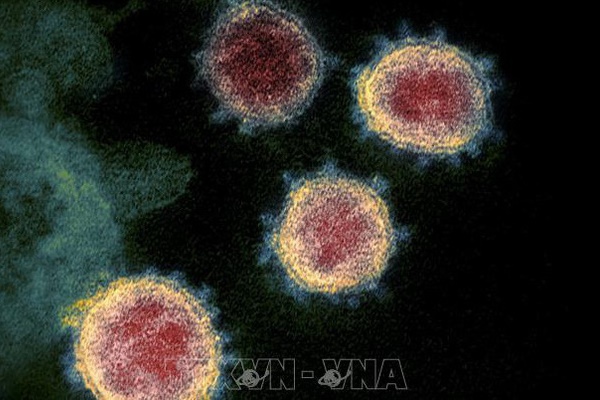 Các nhà khoa học Hà Lan phát hiện ra kháng thể có thể vô hiệu hóa virus SARS-CoV-2-1
