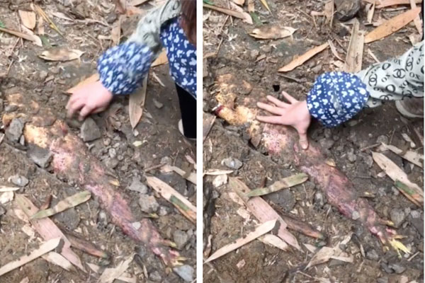 Cây xoài mọc trong nhà cụt cả cành nhưng vẫn mắn đẻ, quả sai chi chít khiến hội chị em thèm không nhịn được-3