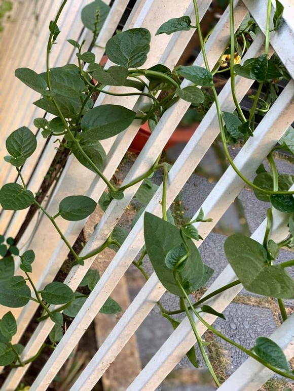 Khu vườn ngập tràn hoa và rau sạch của diễn viên Thân Thúy Hà-7