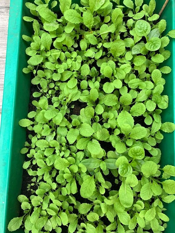 Khu vườn ngập tràn hoa và rau sạch của diễn viên Thân Thúy Hà-11