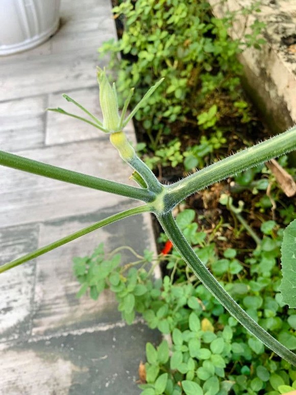 Khu vườn ngập tràn hoa và rau sạch của diễn viên Thân Thúy Hà-17