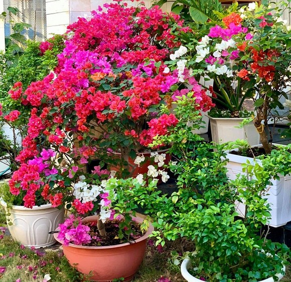 Khu vườn ngập tràn hoa và rau sạch của diễn viên Thân Thúy Hà-20