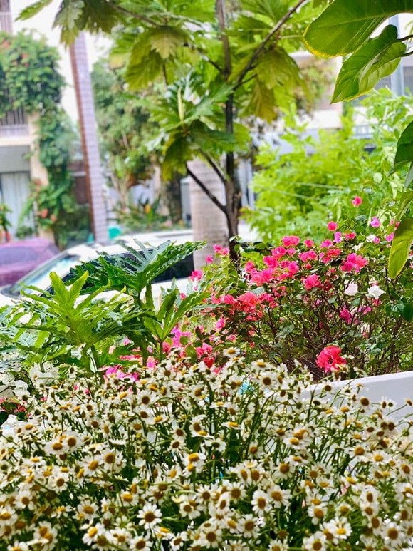 Khu vườn ngập tràn hoa và rau sạch của diễn viên Thân Thúy Hà-22