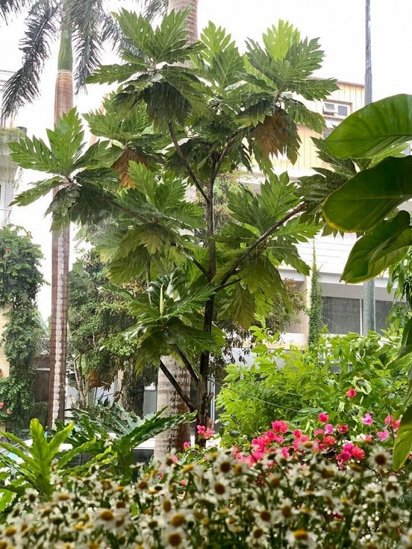 Khu vườn ngập tràn hoa và rau sạch của diễn viên Thân Thúy Hà-23