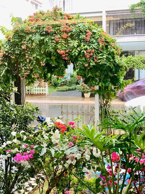 Khu vườn ngập tràn hoa và rau sạch của diễn viên Thân Thúy Hà-24