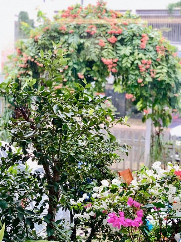 Khu vườn ngập tràn hoa và rau sạch của diễn viên Thân Thúy Hà-27